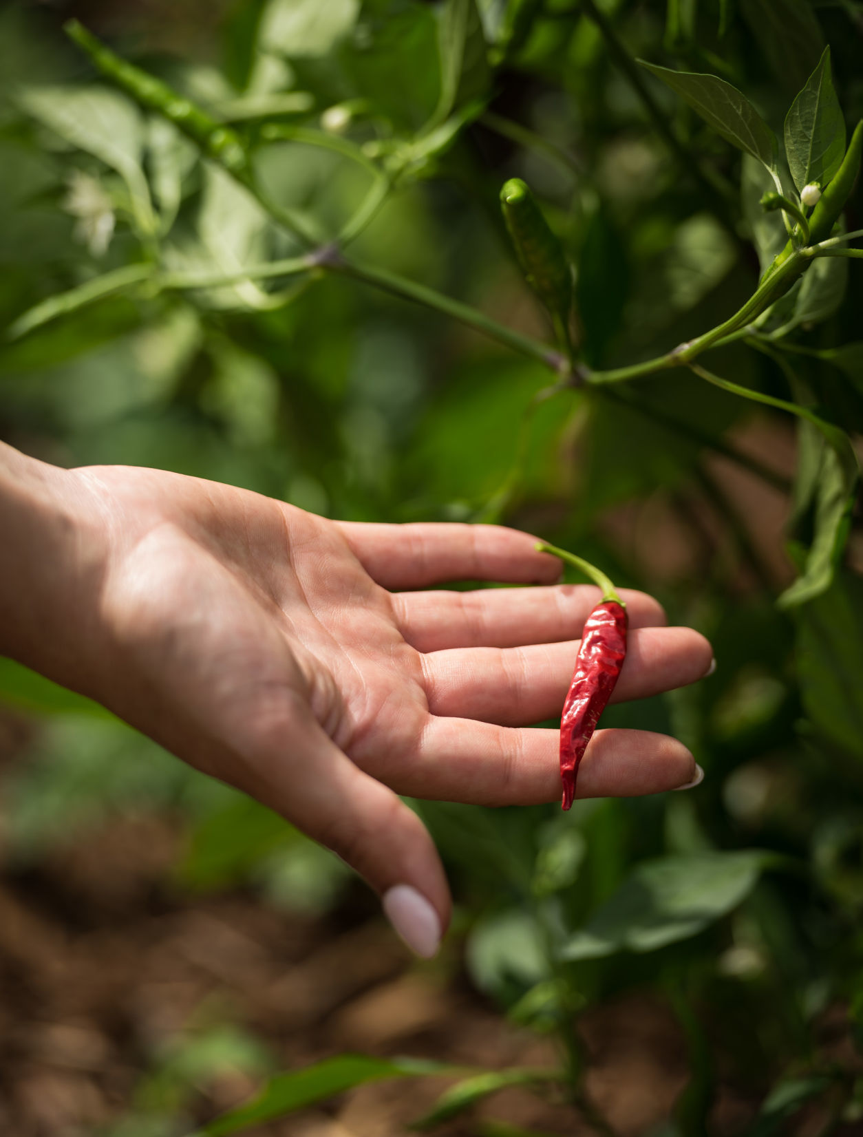 Acadia Food Forest